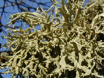 lichens1